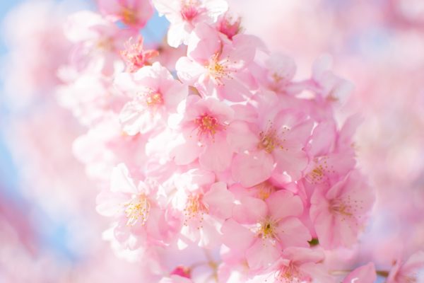 単焦眼レンズで撮影した桜のイメージ