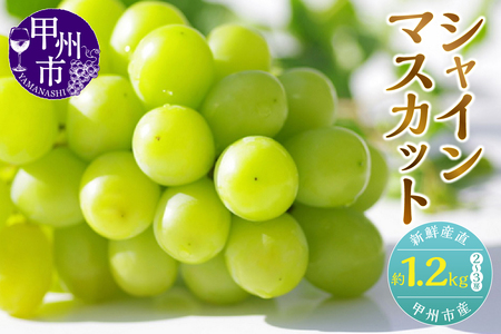 新鮮産直甲州市！シャインマスカット 約1.2kg 2～3房