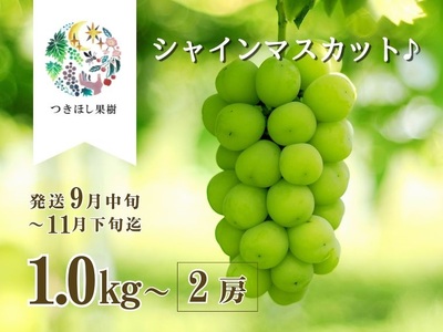 上山産・完熟シャインマスカット　１ｋｇ以上　ご家庭用