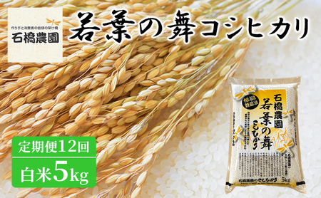 若葉の舞 コシヒカリ 白米5kg 定期便12回